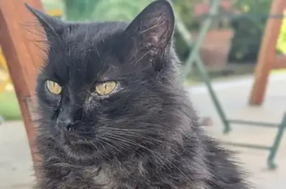 Chat noir sourd disparu à Nice, 14-15 fév. - photo