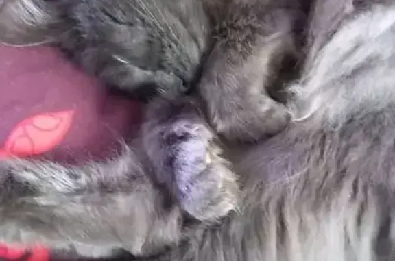 Animaux perdus Baraqueville, photo: Biscotte perdu : Chat gris-brun à retrouver