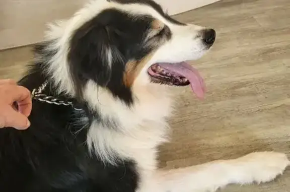 Chien trouvé Évrecy, photo: Berger australien mâle trouvé à Évrecy