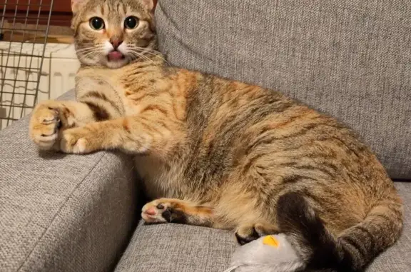 Chatte tigrée perdue à Montigny-sur-Loing - photo