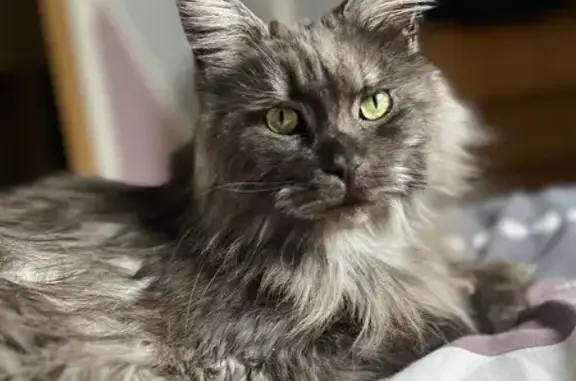 Chat perdu, , photo: Chatte Main Coon grise perdue au Bocasse