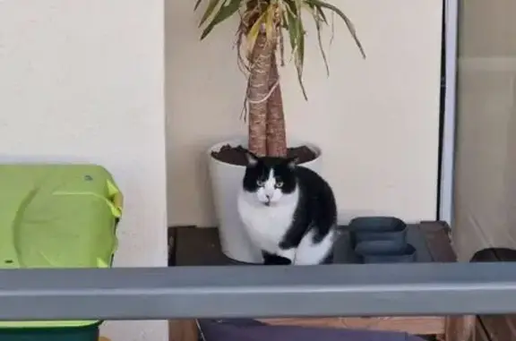 Chat trouvé Montrabé, photo: Chat errant à Montrabé, cherche propriétaire