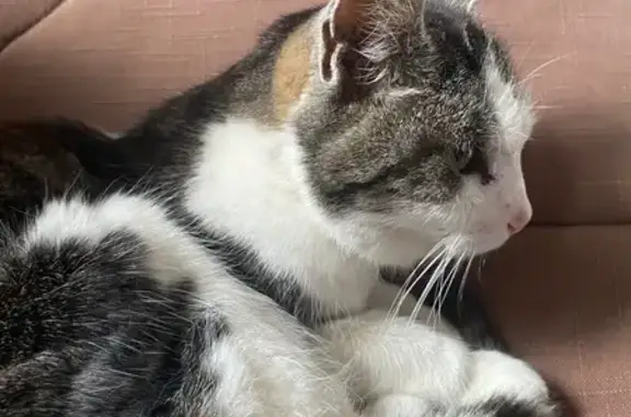 Chat femelle 8 ans trouvée, maigre, sociable - photo