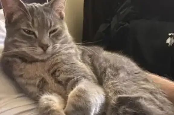 Lost Skittish Gray Cat in Glendale Area