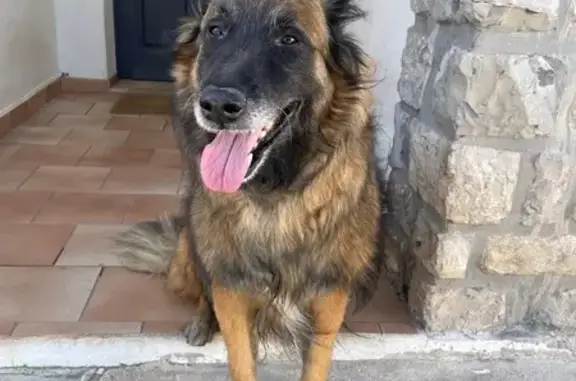 Chien errant suivi jusqu'à La Farlède - photo