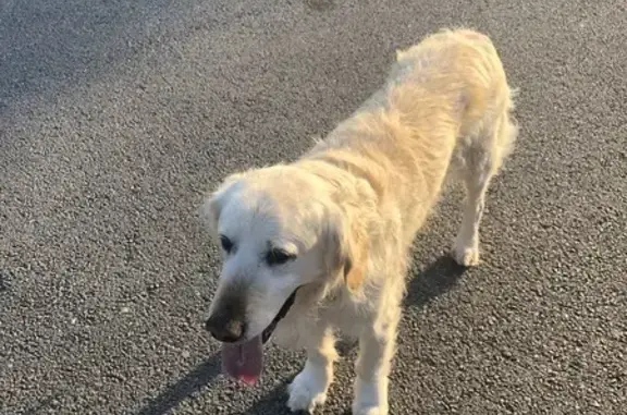 Chien trouvé Trégunc, photo: Chien blessé trouvé à Trégunc