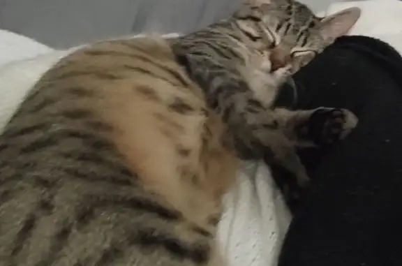 Chat perdu, Noisy-le-Grand, photo: Chaton gris tigré perdu à Noisy-le-Grand