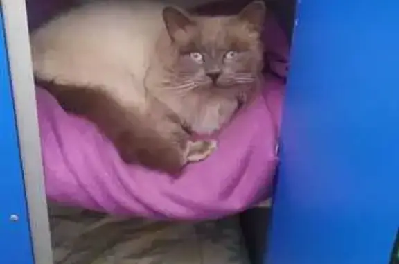 Animaux perdus Plancoët, photo: Chat mâle beige et gris perdu à Plancoët