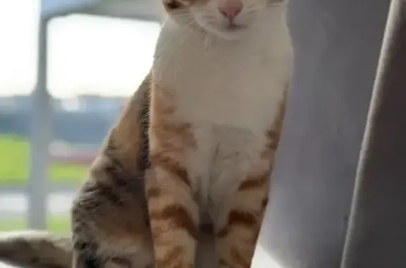 Animaux perdus Appoigny, photo: Chatte tricolore perdue à Appoigny