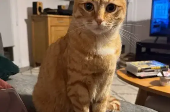 Chat perdu, Amiens, photo: Jeune chatte rousse perdue à Amiens