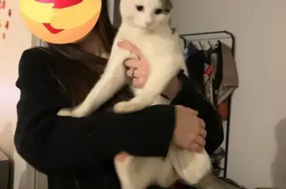 Animaux trouvés Amboise, photo: Chat errant trouvé Rue Ambroise Paré