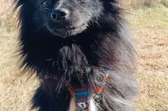 Lost Dog Alert: Teddy, Black with White Leg