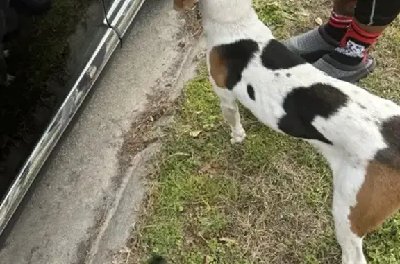 Lost Dog Found in Georgetown, GA!