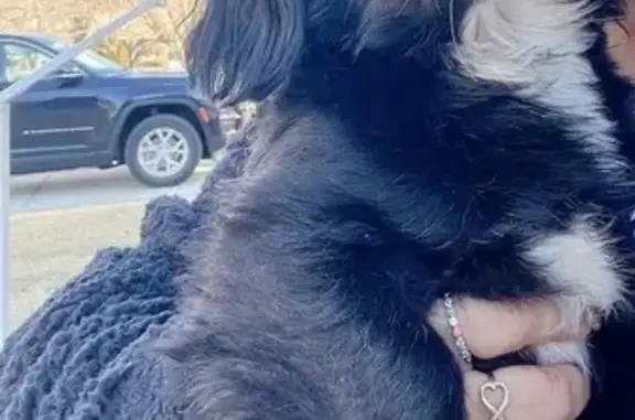 Lost Dog: Mickey, Black Spaniel-Yorkie Mix