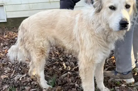 Found: White Great Pyrenees Mix in Cedar Grove