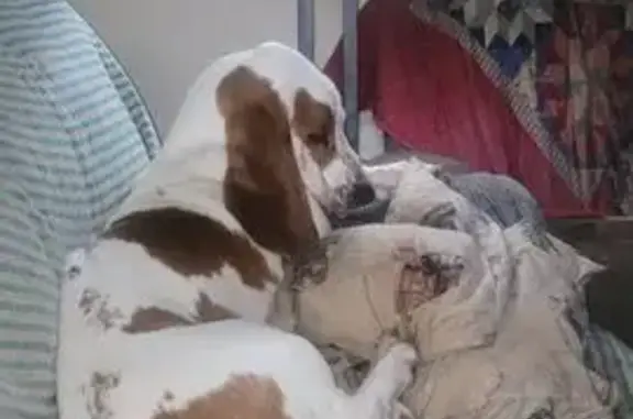 Lost Bassett Hound Puppy on Sherwood Lane