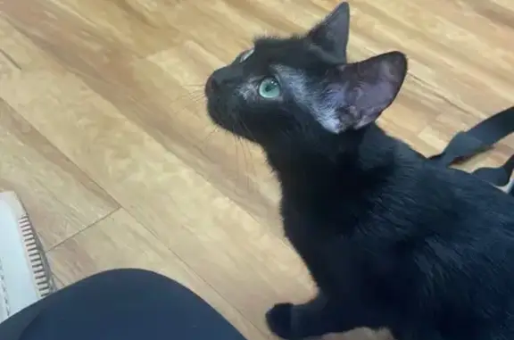 Lost: Black Kitten Near Charlotte Pike