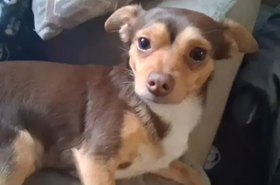 Lost: Friendly Brown Chihuahua in Raleigh