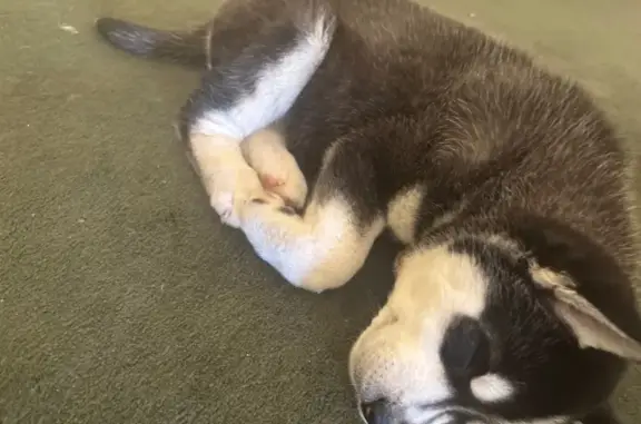 Lost Husky Puppy Near Booker Elementary