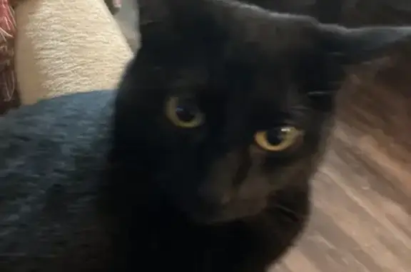 Lost Black Cat on North Andromeda St.