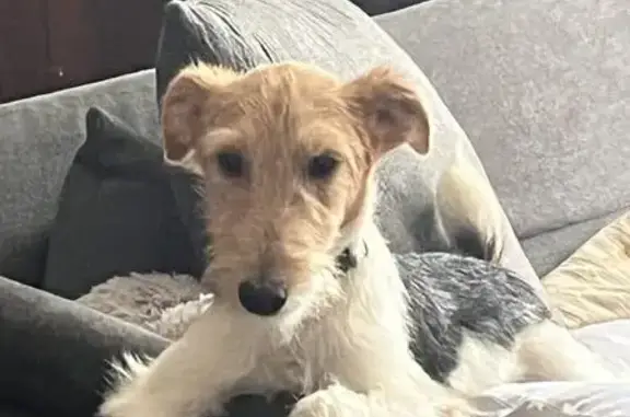 Chien perdu Égletons, photo : Oreo, fox terrier 2 ans perdu Égletons