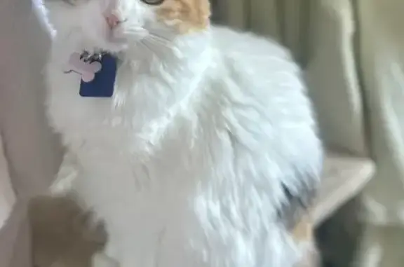 Chatte tricolore Maya perdue, 8 mois - photo