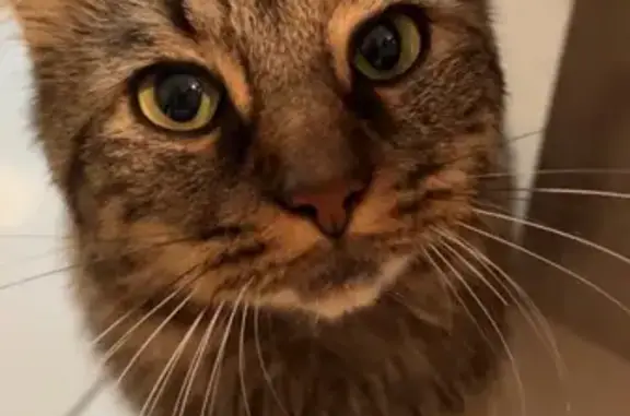 Chat perdu, Pannes, photo: Chat tigré mâle disparu à Pannes