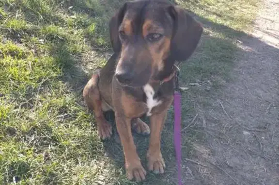 Jeune chienne trouvée à Digne-les-Bains - photo