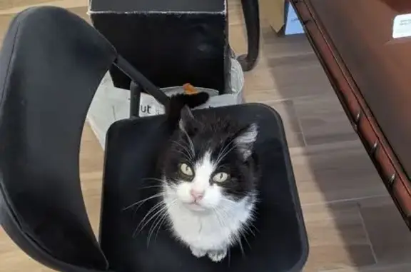 Petite chatte âgée trouvée à Mâcon - photo