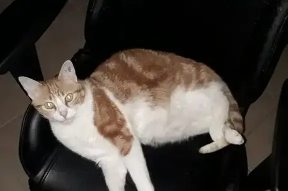 Animaux perdus , photo: Chat mâle roux-blanc perdu à Saint-Vincent