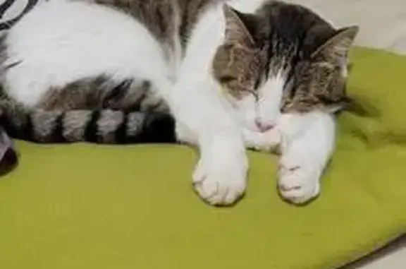 Chatte Loulou perdue à Courbessac - photo