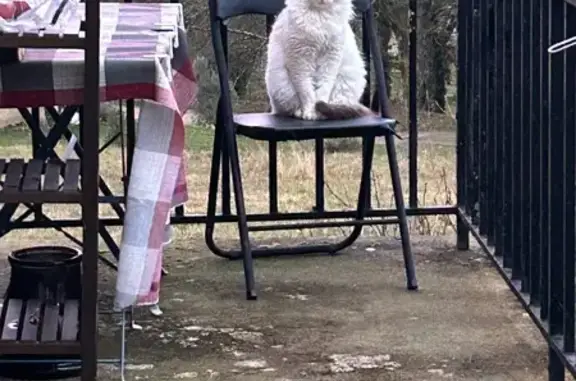 Chat perdu, Sarlat-la-Canéda, photo: Chat perdu à Sarlat, Chemin Peyrenègre