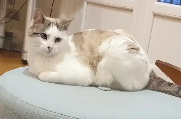 Chat perdu, Royan, photo: Chatte perdue à Royan, yeux bleus louchants