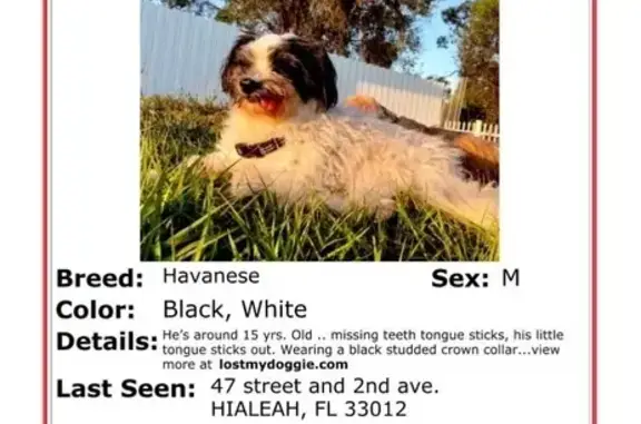 Lost Javanese Dog: East 47th St, Hialeah