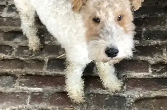 Animaux trouvés Fleurbaix, photo: Fox Terrier mâle trouvé à Fleurbaix