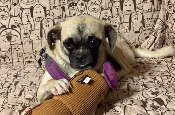 Help Find Jasmine: Lean Pug Mix Missing