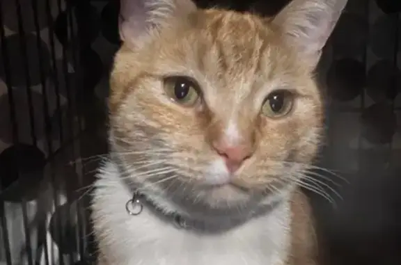 Lost Orange Tabby: Scared & Missing!