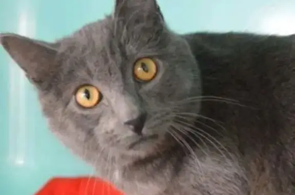 Animaux perdus Compiègne, photo: Chat perdu Rue Pillet Will, Compiègne