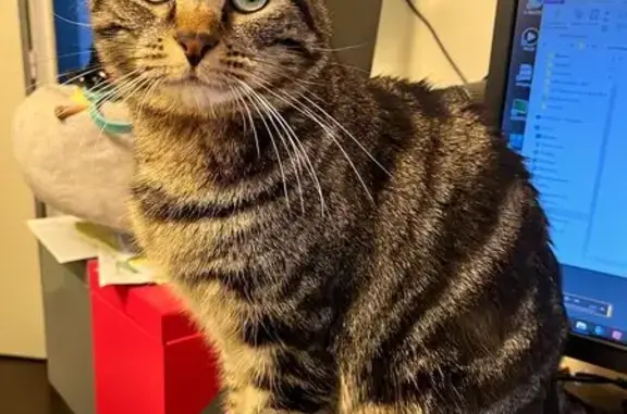 Chat perdu, Plaisir, photo: Chatte Zoé disparue à Plaisir