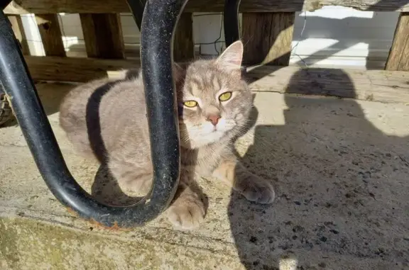 Chat sociable trouvé à Ingrandes-le-Fresne - photo