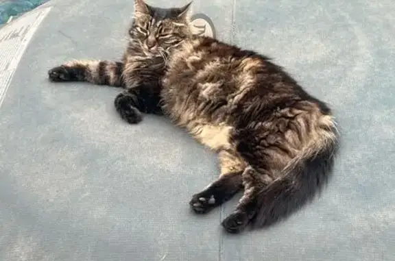 Chat angora noir/beige perdu à Ponteilla - photo