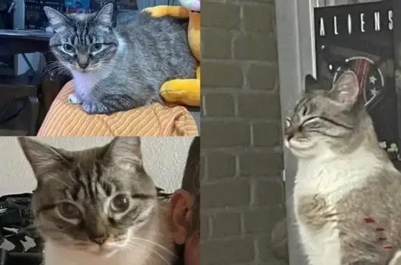 ¡Gato Atigrado Perdido en Madrid!