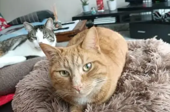 Chat perdu, Le Mans, photo: Chat roux tigré perdu au Mans