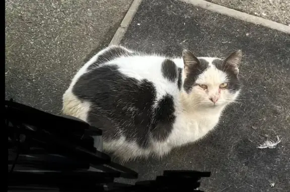 Chat mâle noir et blanc trouvé à Lannion - photo