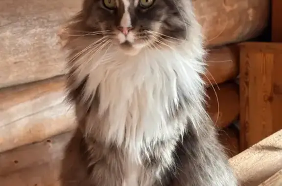 Animaux perdus Saint-Jean-de-Védas, photo: Chatte perdue à Saint-Jean-de-Védas