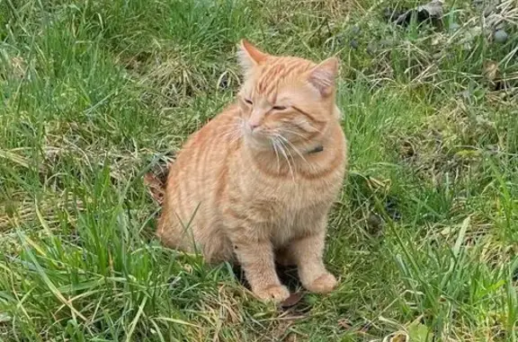 Chat trouvé Razac-sur-l'Isle, photo: Chat roux sociable et bagarreur à Razac