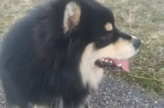 Animaux trouvés , photo: Chien noir et beige trouvé à La Longine