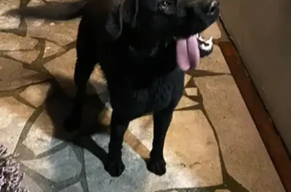 Chien trouvé , photo: Labrador noir trouvé à Caouënnec-Lanvézéac