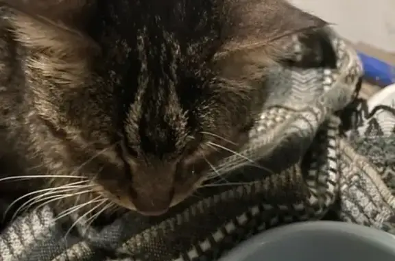 Chat européen maigre retrouvé à Mouzillon - photo