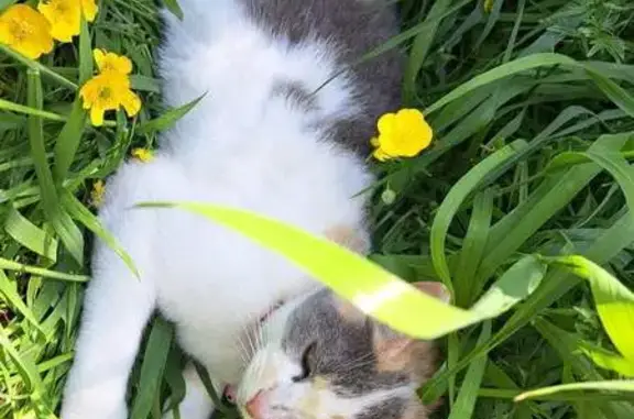 Chatte stérilisée 